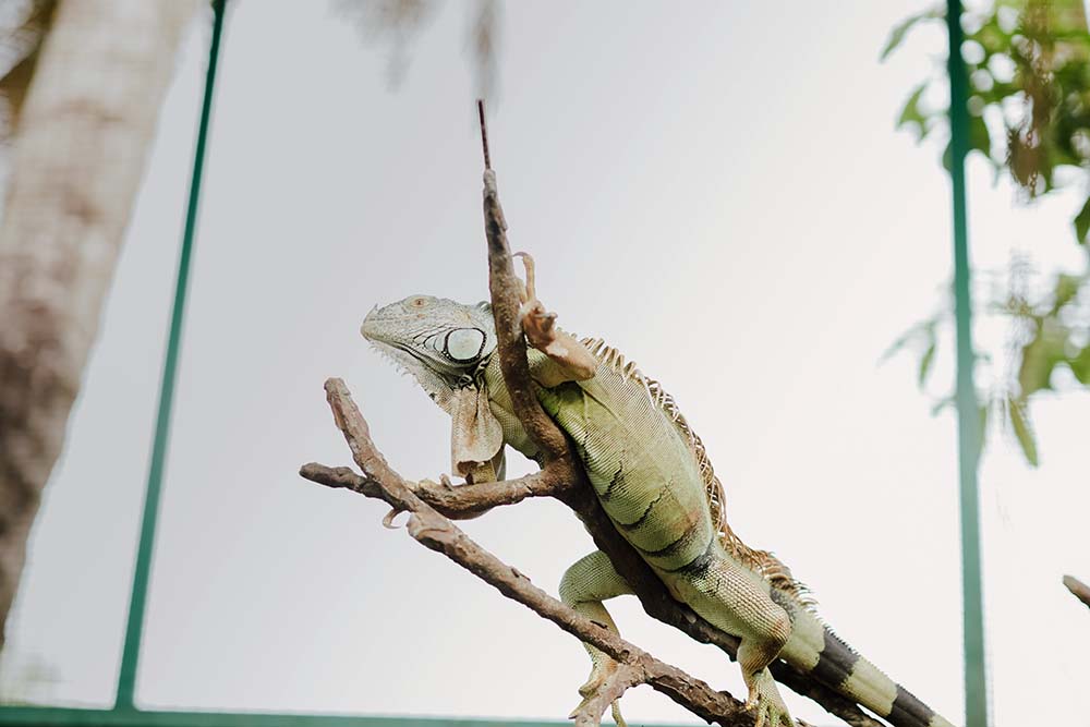ARCO PET IGUANA
