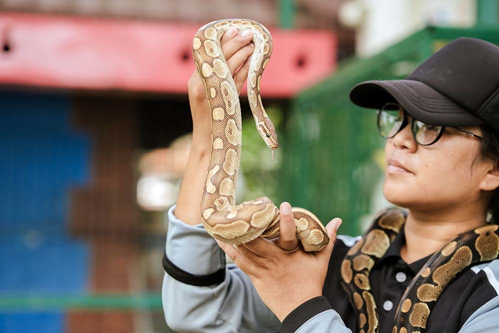 ARCO PETS SNAKE
